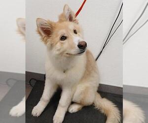 Alaskan Malamute-Unknown Mix Dogs for adoption in HESPERIA, CA, USA