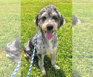 Aussiedoodle Dogs for adoption in Pacolet, SC, USA