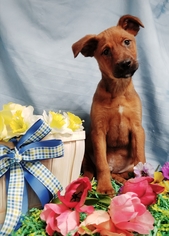 Mutt Dogs for adoption in Chicago, IL, USA