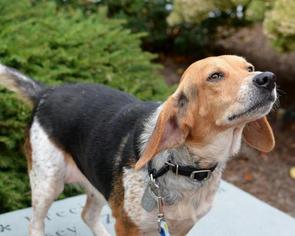 Beagle Dogs for adoption in Scituate, MA, USA