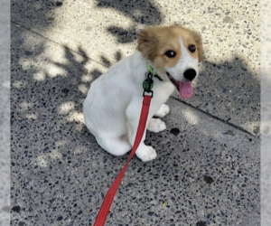 Gollie Dogs for adoption in Brooklyn, NY, USA