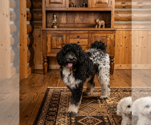 Poodle (Standard) Dogs for adoption in Vail, AZ, USA