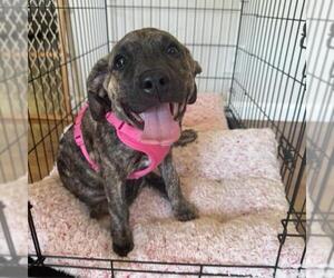 Chihuahua-Unknown Mix Dogs for adoption in San Diego, CA, USA