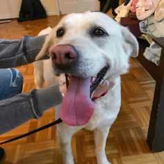 Chow Chow-Labrador Retriever Mix Dogs for adoption in Boston, MA, USA