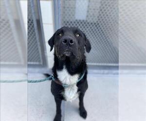 Labrador Retriever-Unknown Mix Dogs for adoption in Corpus Christi, TX, USA