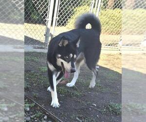 Siberian Husky Dogs for adoption in Sacramento, CA, USA