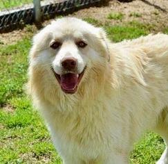 Great Pyrenees Dogs for adoption in Brownsboro, AL, USA