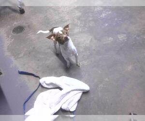Chihuahua Dogs for adoption in Tallahassee, FL, USA