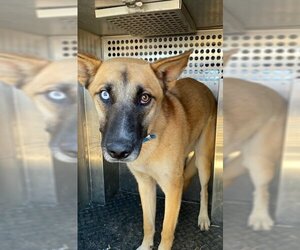 German Shepherd Dog Dogs for adoption in HESPERIA, CA, USA