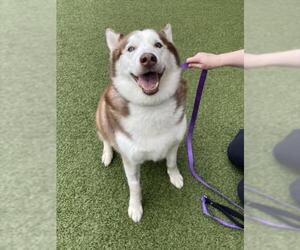 Siberian Husky Dogs for adoption in Derwood, MD, USA