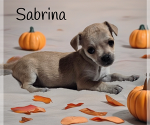 Daug Dogs for adoption in Phelan, CA, USA