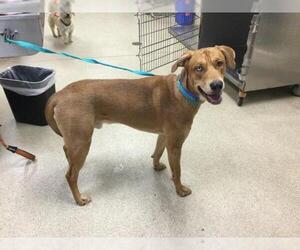 Labrador Retriever-Unknown Mix Dogs for adoption in Riverside, CA, USA