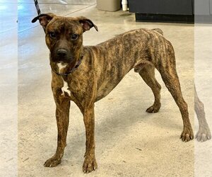 Boxer-Mountain Cur Mix Dogs for adoption in Batavia, OH, USA