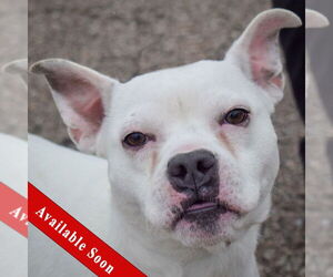 English Boston Bulldog Dogs for adoption in Huntley, IL, USA