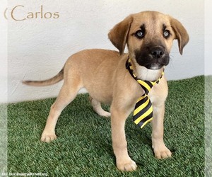 Shepradors Dogs for adoption in San Diego, CA, USA