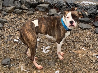 Boxer Dogs for adoption in Rogersville, TN, USA