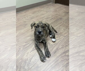 Black Mouth Cur-Unknown Mix Dogs for adoption in Ball Ground, GA, USA