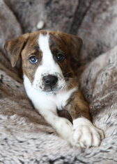 Bulloxer Dogs for adoption in Eden Prairie, MN, USA