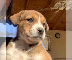 Border Collie Dogs for adoption in Pleasanton, CA, USA
