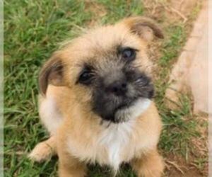 ShiChi Dogs for adoption in Cranston, RI, USA