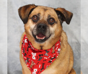 Puggle Dogs for adoption in Garfield Heights, OH, USA
