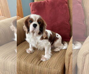 Cavalier King Charles Spaniel Dogs for adoption in St. Louis Park, MN, USA