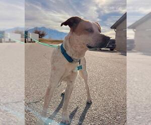 Australian Cattle Dog-Unknown Mix Dogs for adoption in Ogden, UT, USA
