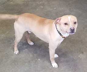 Boglen Terrier Dogs for adoption in Bronx, NY, USA