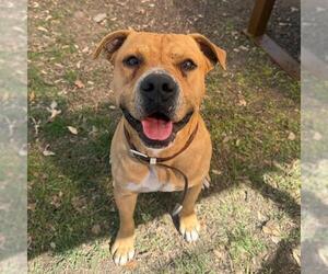 American Staffordshire Terrier-Unknown Mix Dogs for adoption in San Antonio, TX, USA