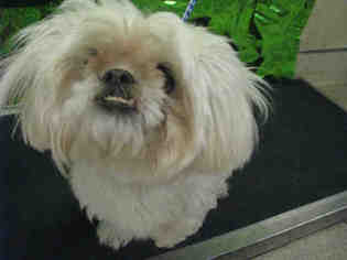 Lhasa Apso Dogs for adoption in Riverside, CA, USA