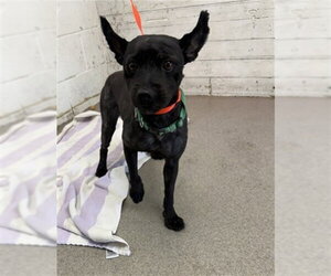 Mutt Dogs for adoption in San Bernardino, CA, USA