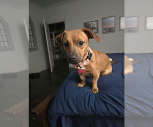 Dachshund-Unknown Mix Dogs for adoption in Boston, MA, USA