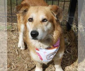 Australian Shepherd-Unknown Mix Dogs for adoption in San Antonio, TX, USA