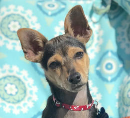 Medium Photo #1 Chipin Puppy For Sale in Pawtucket, RI, USA