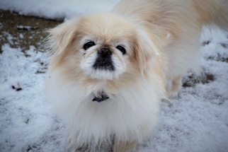 Pekingese Dogs for adoption in Florence, KY, USA