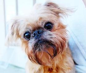 Brussels Griffon Dogs for adoption in San Ramon, CA, USA