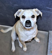 Pug Dogs for adoption in San Jacinto, CA, USA