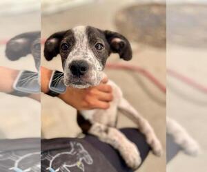Great Dane-Unknown Mix Dogs for adoption in Tulsa, OK, USA
