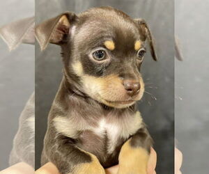 Chihuahua-Unknown Mix Dogs for adoption in Milwaukie, OR, USA