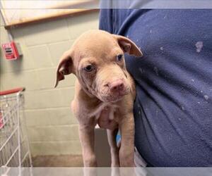 Mutt Dogs for adoption in Tulsa, OK, USA