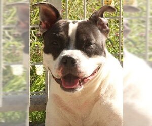 American Pit Bull Terrier-Unknown Mix Dogs for adoption in Savannah, MO, USA