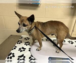 Chihuahua Dogs for adoption in Ocala, FL, USA