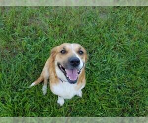 Beago Dogs for adoption in Williston, FL, USA