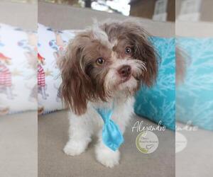 Maltipoo Dogs for adoption in Benton, LA, USA
