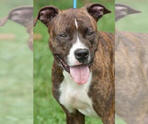 American Staffordshire Terrier-Unknown Mix Dogs for adoption in Johnson City, TN, USA