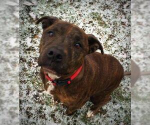 American Staffordshire Terrier Dogs for adoption in Zionsville, IN, USA