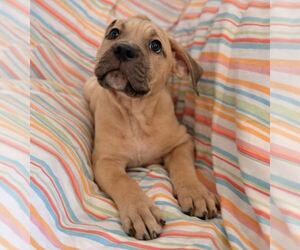 Muscle Mastiff Dogs for adoption in Pompano Beach , FL, USA