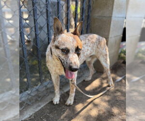 Mutt Dogs for adoption in Riverside, CA, USA