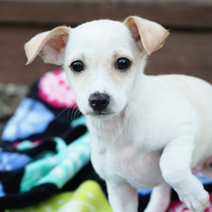 Dachshund Dogs for adoption in Palo Alto, CA, USA