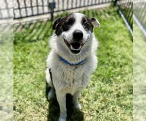 Australian Shepherd-Unknown Mix Dogs for adoption in Riverside, CA, USA